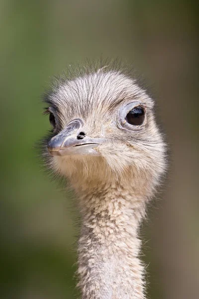 Gros plan vue de face autruche portrait — Photo