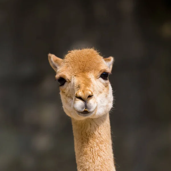 Güneş ışığında ayrıntılı ön görünüm guanaco (lama guanicoe) portre — Stok fotoğraf