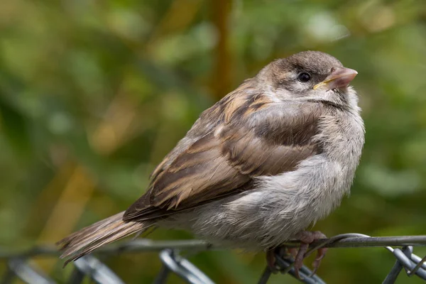 Jeune moineau assis sur une clôture en treillis métallique dans un environnement vert naturel — Photo