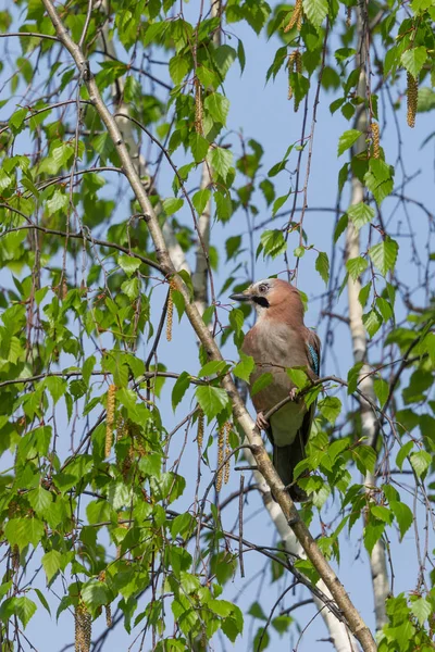 Satu burung Jay eurasia (garrulus glandarius) tersembunyi di dedaunan — Stok Foto