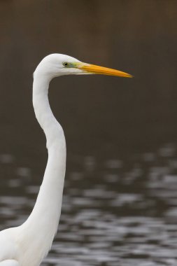portre büyük beyaz egret (egretta alba) balıkçıl
