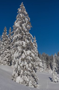 kışın karla kaplı köknar ağacı ormanı ve mavi gökyüzü