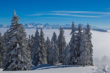 kar ile kışın köknar ağacı orman, güneş ışığı, mavi gökyüzü