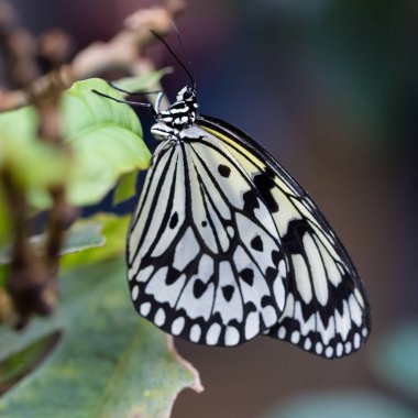 yan görünüm pirinç kağıt kelebek (fikir leuconoe) yeşil yapraklı