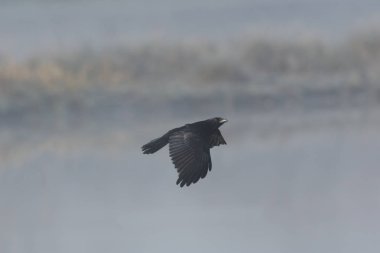 leş karga kuş (corvus corone) sis uçuş