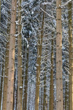 köknar ağacı orman kar ile kışın kaynaklanıyor