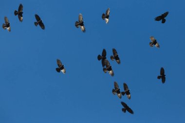 birçok alp choughs (pyrrhocorax graculus) mavi gökyüzünde uçan