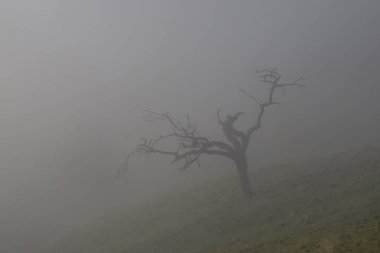 sis içinde yakın çekim yalnız bir ağaç