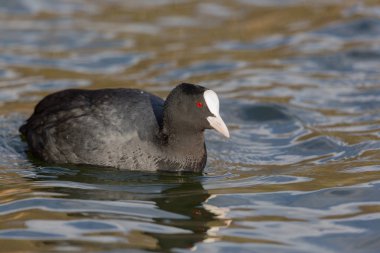 portrait (side view) of black coot (fulica atra) swimming clipart