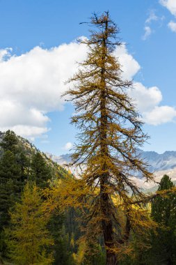 dağlarda bir sarı ladin