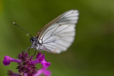 siyah damarlı beyaz kelebek makro (Aporia crataegi)