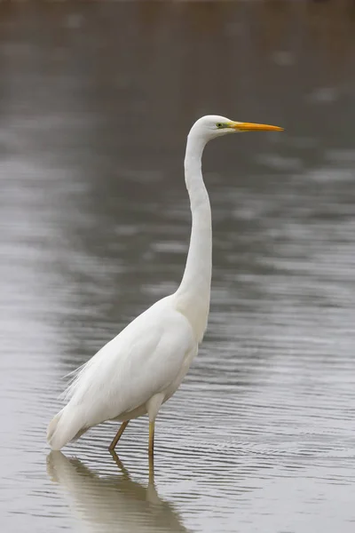 Silberreiher (Egretta alba) geht und watet — Stockfoto