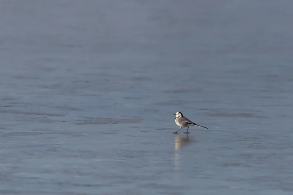 Білий вагонетка (motacilla alba) ходить на поверхні льоду — стокове фото