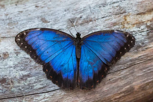 Close-up farfalla blu morpho (morpho peleides) seduta su legno — Foto Stock