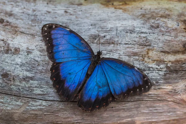 Macro di una farfalla blu morpho (Morpho peleides ) — Foto Stock