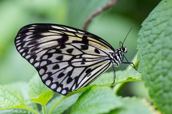 Farfalla di carta di riso close-up (idea leuconoe) con foglia verde — Foto Stock