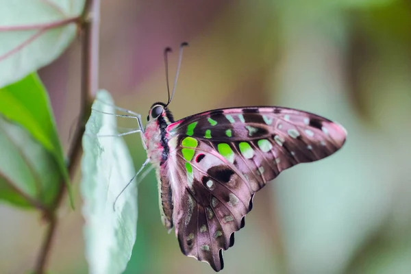 yakın kuyruklu jay kelebek (graphium agamemnon), yeşil yaprak
