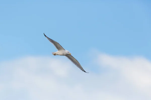 Racek žlutohý (Larus michahellis) za letu s modrou oblohou — Stock fotografie