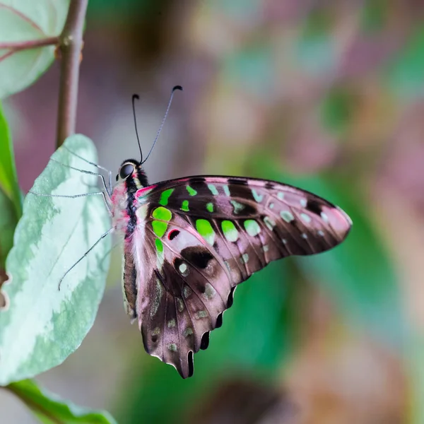 Dettagliata vista laterale coda ghiandaia farfalla (graphium agamemnon ) — Foto Stock