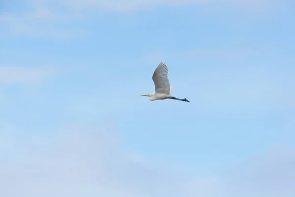 Gran garza blanca (egretta alba) durante el vuelo en el cielo azul — Foto de Stock