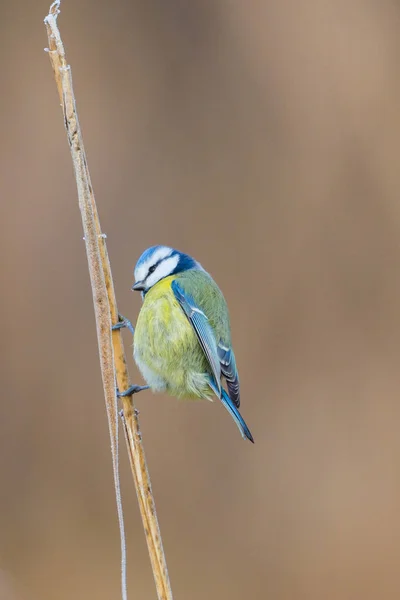 Blue tit bird (parus caeruleus) standing on reed stalk — Stok fotoğraf