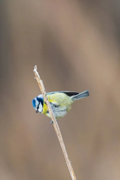 Blaumeise (parus caeruleus) auf einem Schilfstiel — Stockfoto