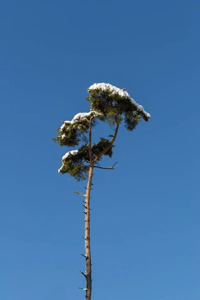 Ein einzelner Baumstamm mit Schnee und blauem Himmel — Stockfoto