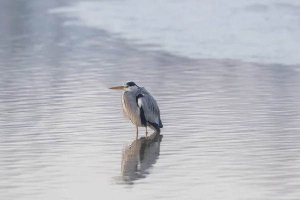 Portrait of grey heron (Ardea cinerea) standing — Stock Photo, Image