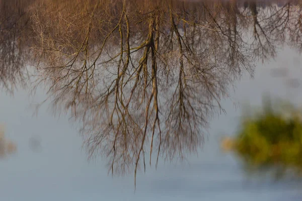 Réflexion de l'arbre d'hiver sans feuillage sur la surface de l'eau — Photo