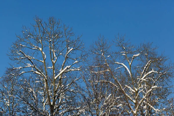 Tree stems with snow and blue sky — Stock Photo, Image