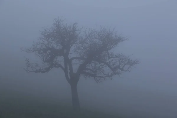 Close-up uma árvore solitária em névoa — Fotografia de Stock