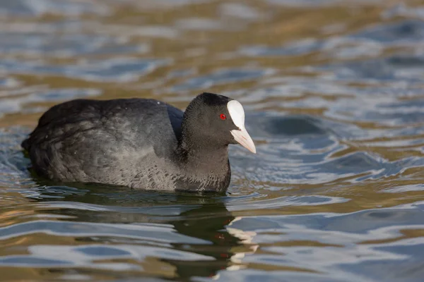 Portrait (side view) of black coot (fulica atra) swimming — Stock Photo, Image