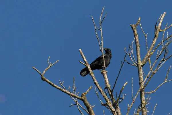 Corvo de carniça (corvus corone) sentado na árvore — Fotografia de Stock