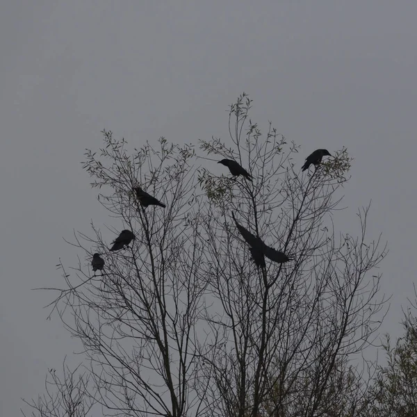 Mehrere Aaskrähen (corvus corone) auf Baum sitzend — Stockfoto