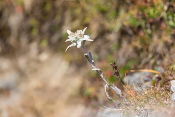 Flor de edelweiss (leontopodium alpinum) en los alpes — Foto de Stock