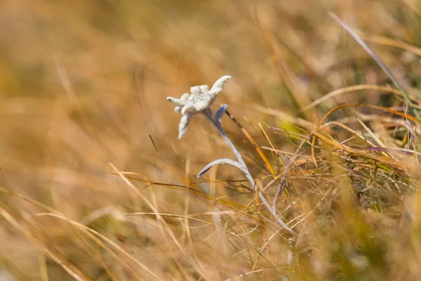 Flor edelweiss floração isolada (leontopodium alpinum ) — Fotografia de Stock