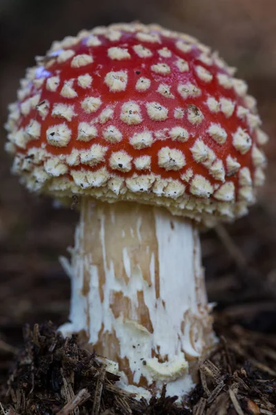 Gros plan macro fly agaric (amanita muscaria ) — Photo