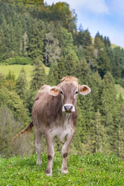 Vaca marrom em pé no prado natural com árvores — Fotografia de Stock