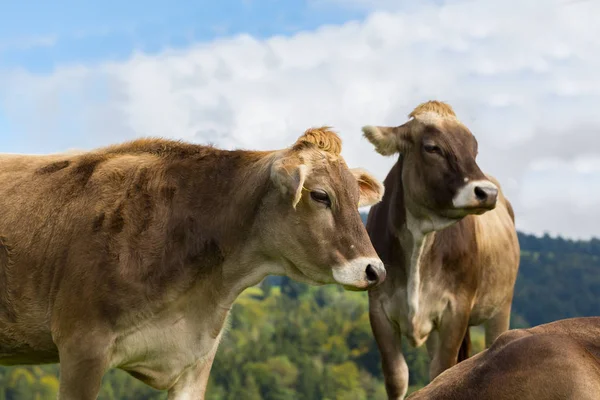 Vacas marrons em pé em pastagens de montanha com céu azul — Fotografia de Stock