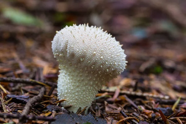 Champignon bouffon blanc naturel debout sur le sol de la forêt — Photo