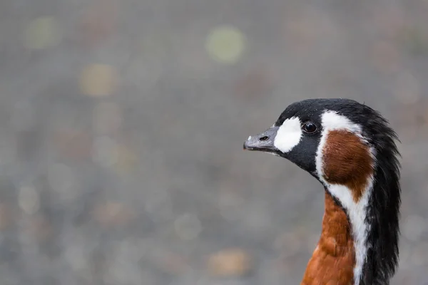 Portret czerwonej szyjki głowy gęsi (Branta ruficollis) — Zdjęcie stockowe