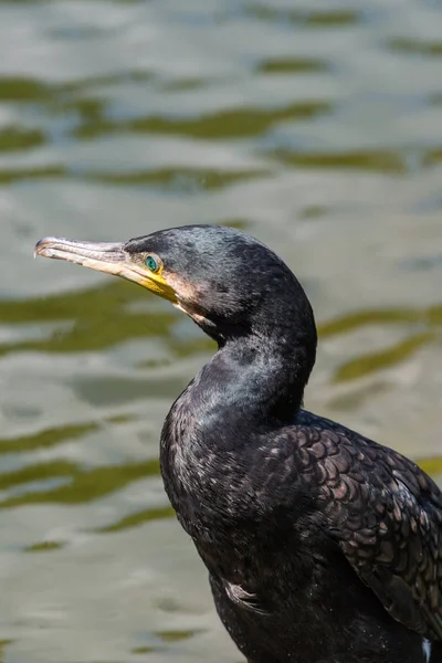 Retrato de um corvo-marinho (phalacrocorax carbo) pássaro — Fotografia de Stock