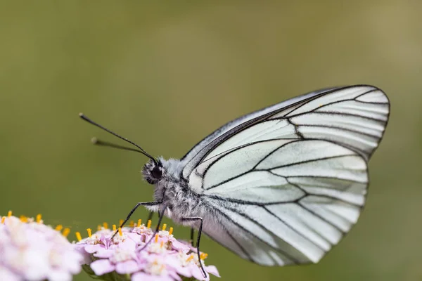 Macro di farfalla bianca venata nera (aporia crataegi ) — Foto Stock