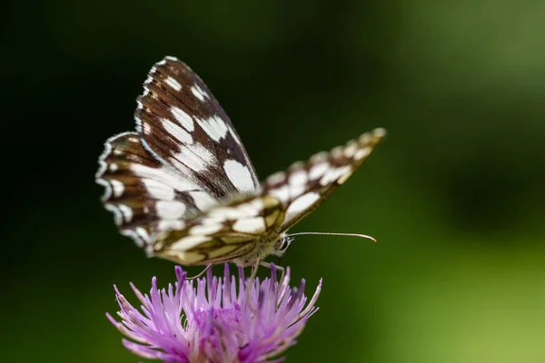 Ritratto marmorizzato bianco (melanargia galathea) farfalla — Foto Stock