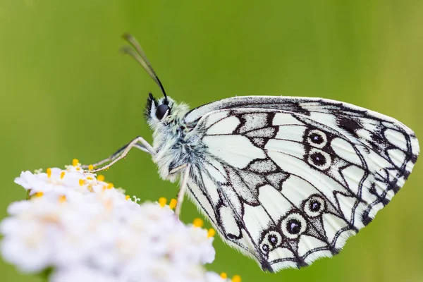 Farfalla bianca (melanargia galathea) marmorizzata — Foto Stock