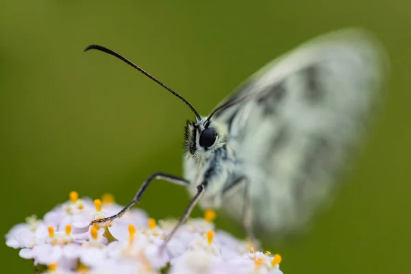 Vista frontale macro marmorizzata bianca (melanargia galathea) farfalla — Foto Stock