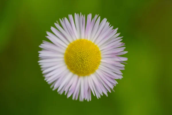 Fiore di margherita simmetrico ravvicinato (bellis perascar ) — Foto Stock