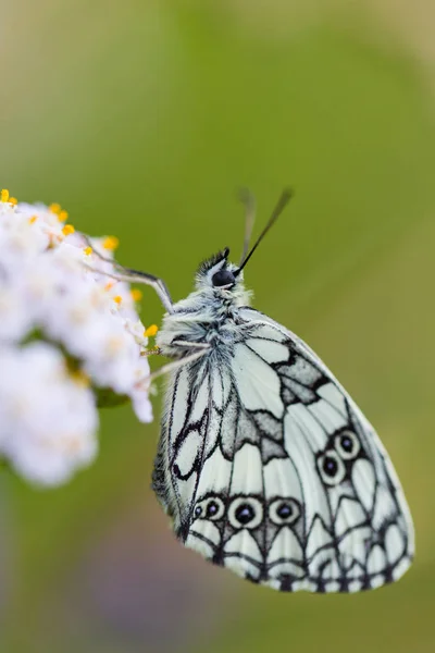 Vista laterale macro marmorizzato bianco (melanargia galathea) farfalla — Foto Stock