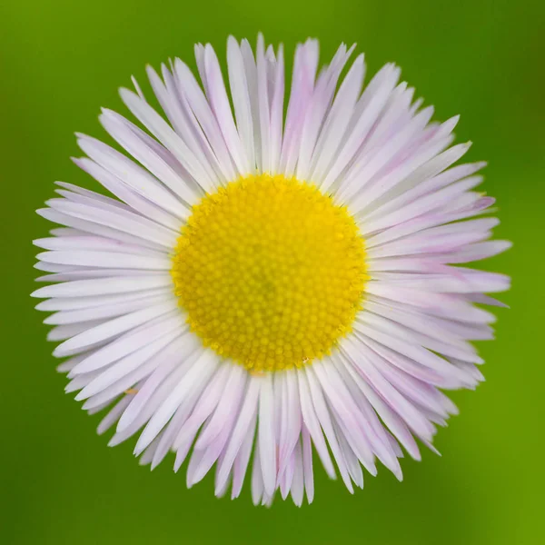 Primer plano flor blanca aislada de flor de margarita (bellis perennis — Foto de Stock