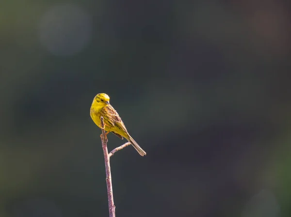 Yellowhammer κάθεται σε ένα κλαδί δέντρου με σκούρο φόντο — Φωτογραφία Αρχείου